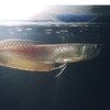 freshwaterfish